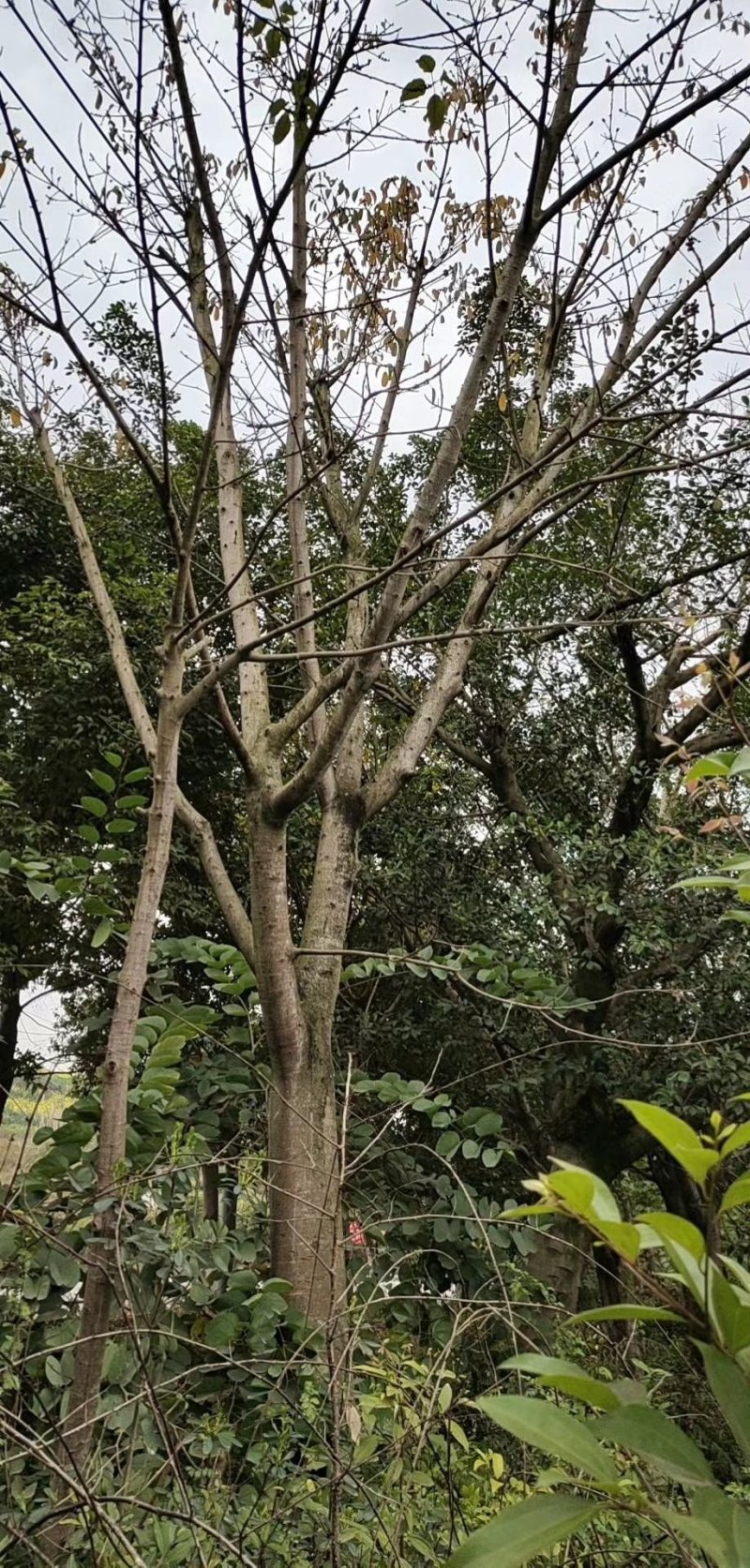 黄葛树黄葛树批发供应大量供应黄葛树