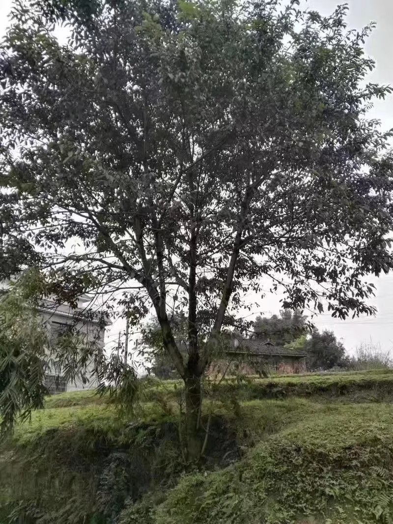 黄葛树黄葛树批发供应大量供应黄葛树