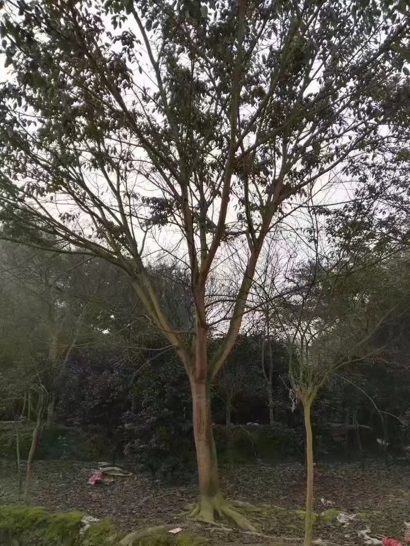 黄葛树黄葛树批发供应大量供应黄葛树