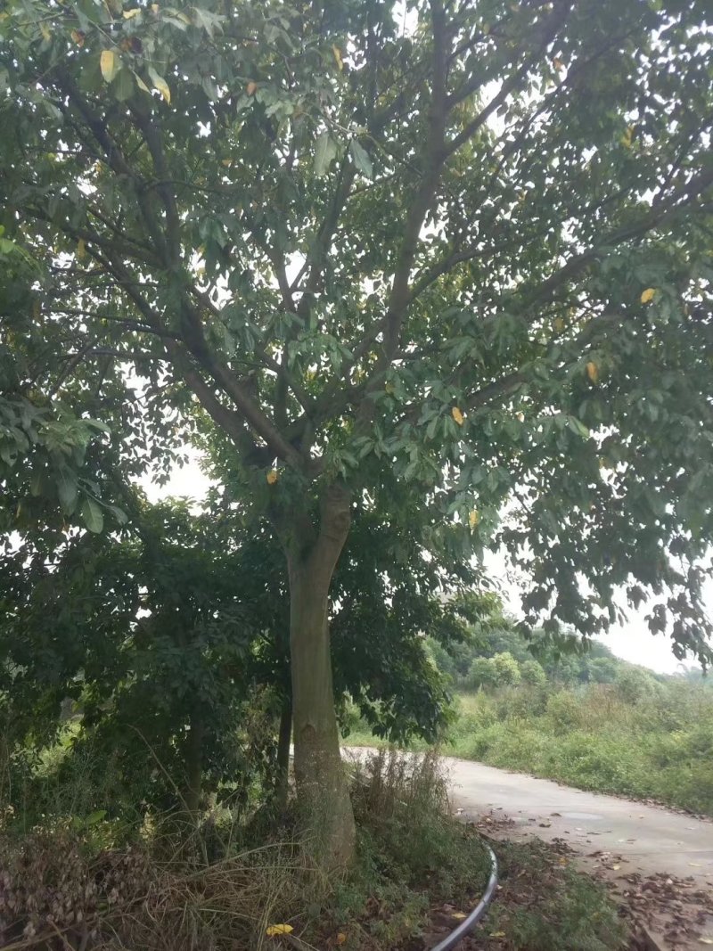 黄葛树黄葛树批发供应大量供应黄葛树