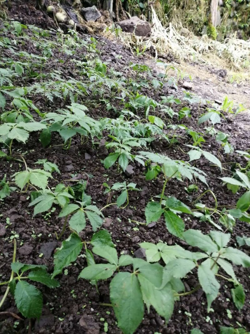 野生三七，野生竹节参，大块茎，竹节参种苗