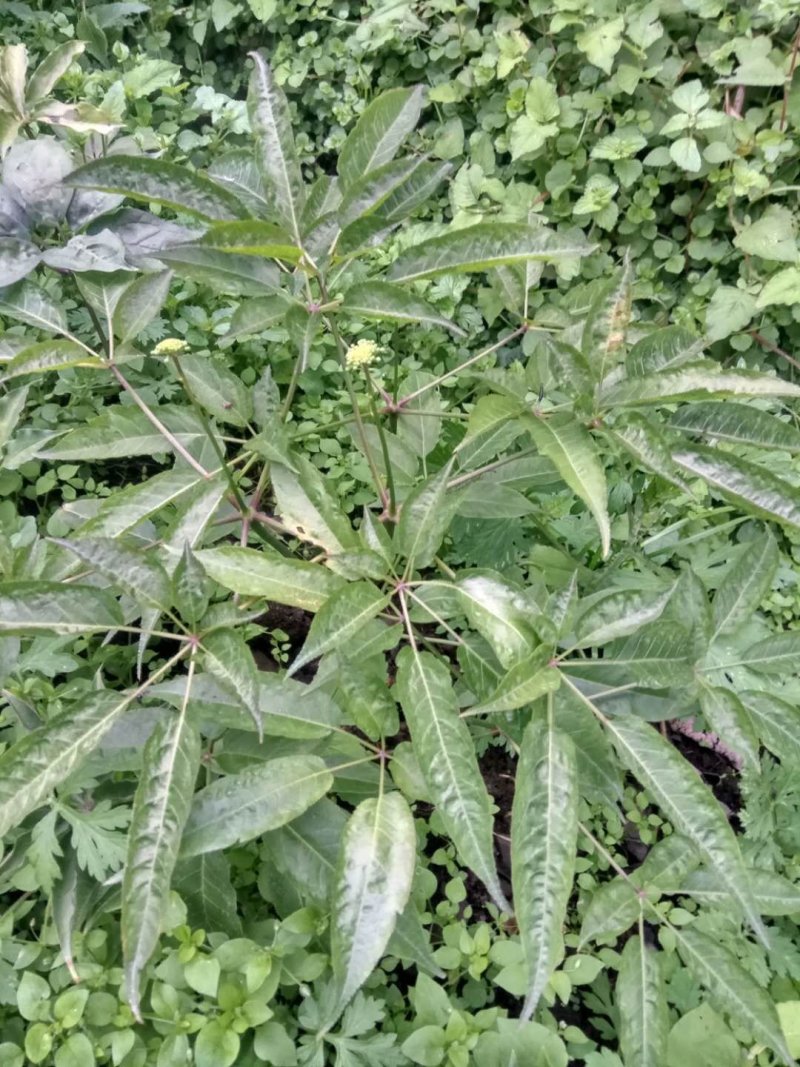 野生三七，野生竹节参，大块茎，竹节参种苗