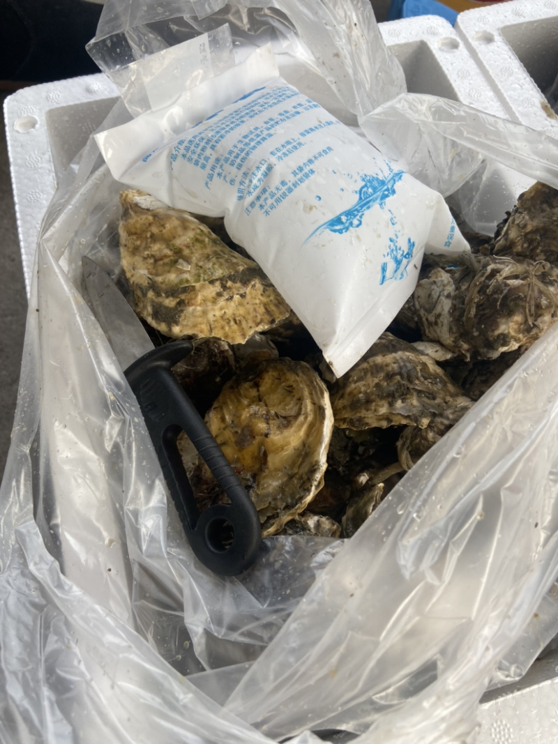 生蚝一手货源牡蛎烧烤蚝汫洲大蚝一件包邮