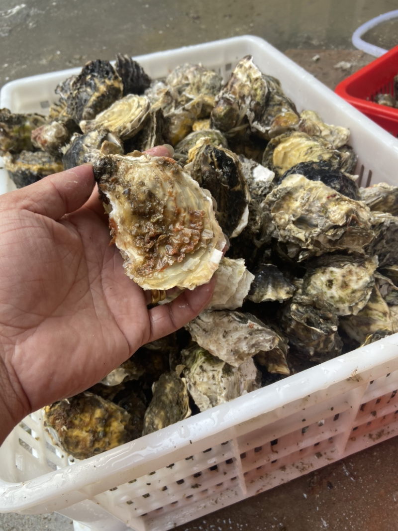 生蚝一手货源牡蛎烧烤蚝汫洲大蚝一件包邮