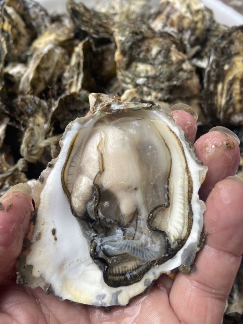 生蚝一手货源牡蛎烧烤蚝汫洲大蚝一件包邮
