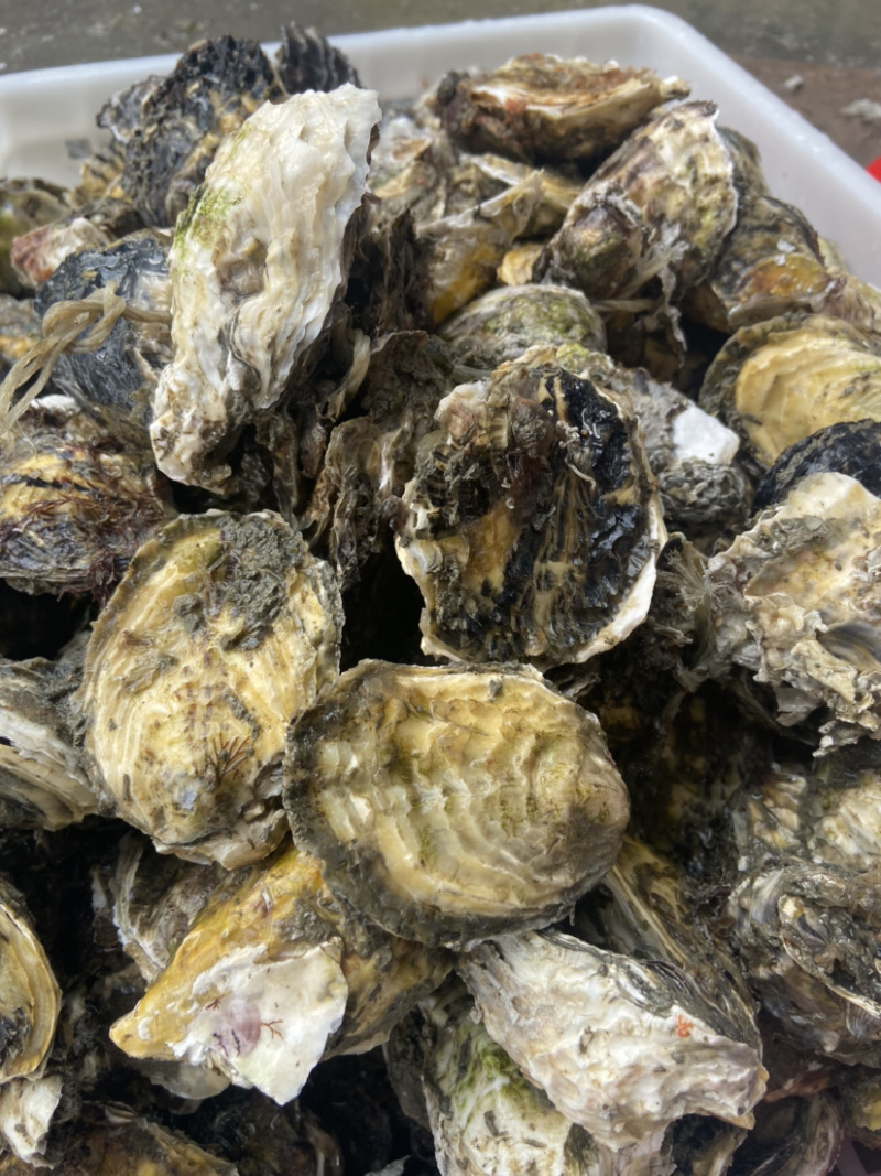 生蚝一手货源牡蛎烧烤蚝汫洲大蚝一件包邮