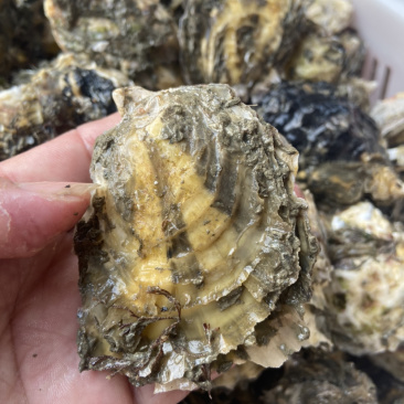 生蚝一手货源牡蛎烧烤蚝汫洲大蚝一件包邮