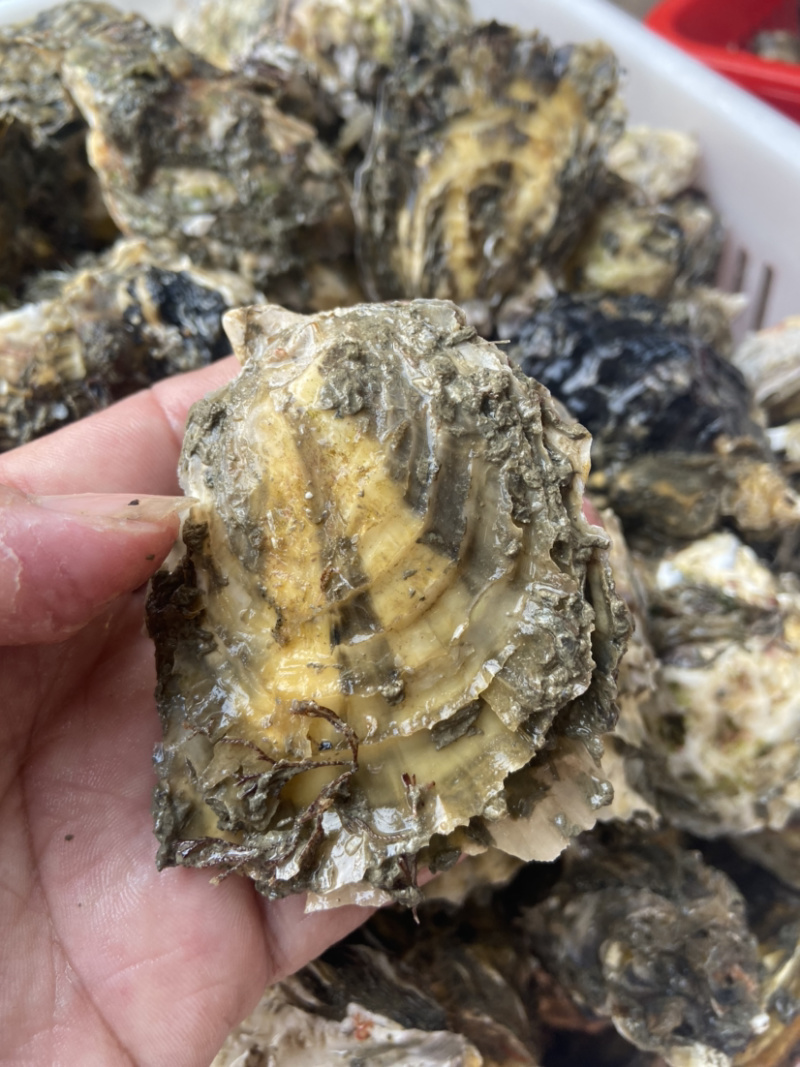 生蚝一手货源牡蛎烧烤蚝汫洲大蚝一件包邮