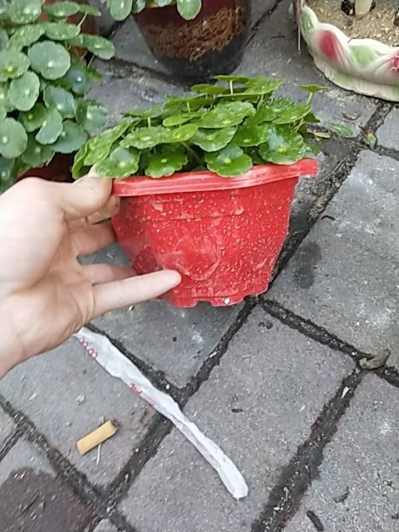 金钱草，铜钱草
