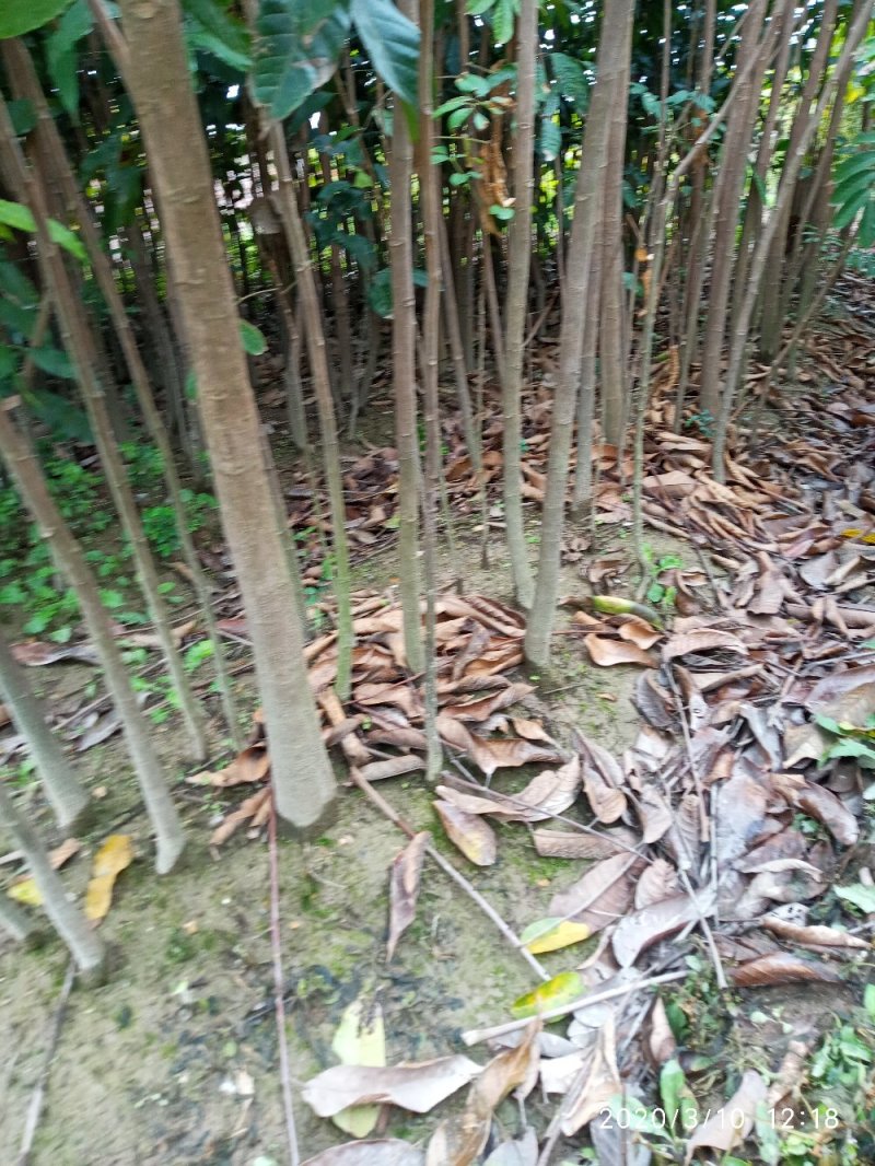 橄榄苗