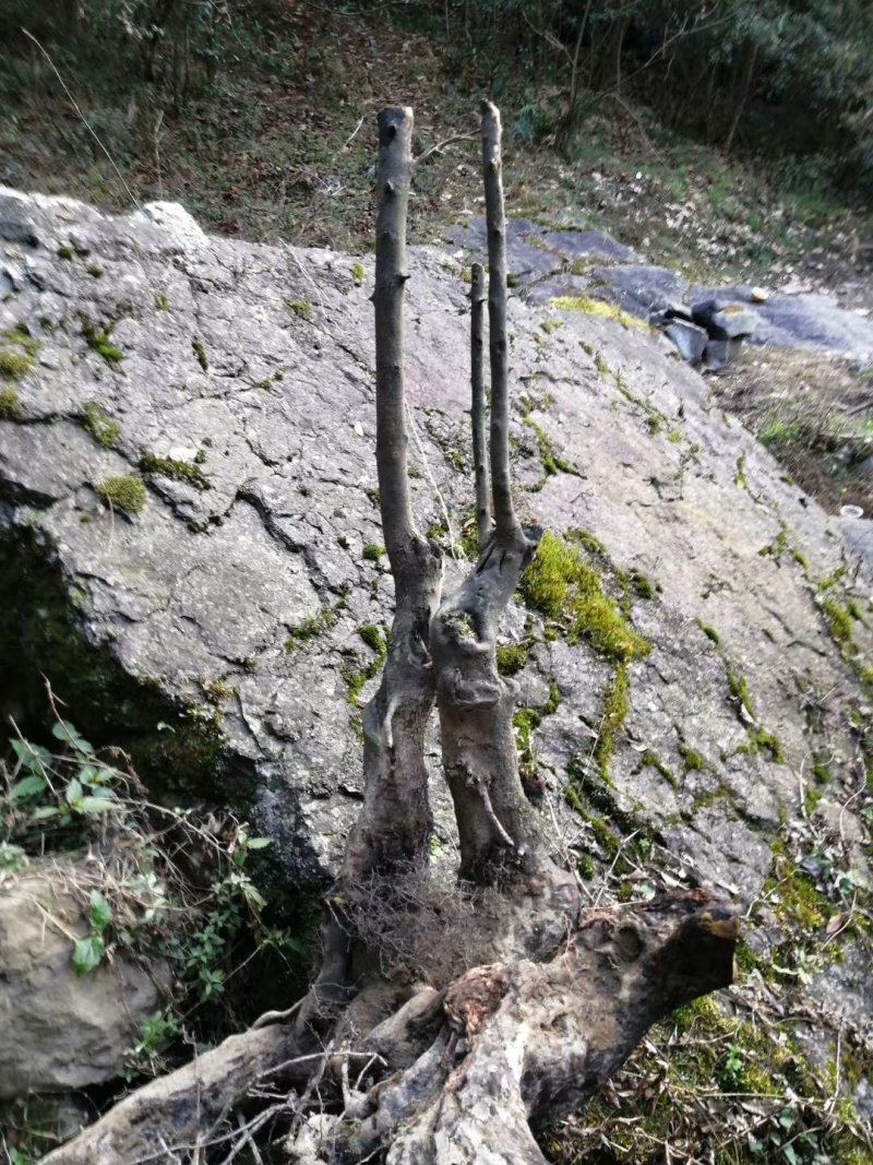 金弹子下山桩