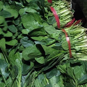 菠菜大量上市中，量大从优，欢迎新老客户前来咨询