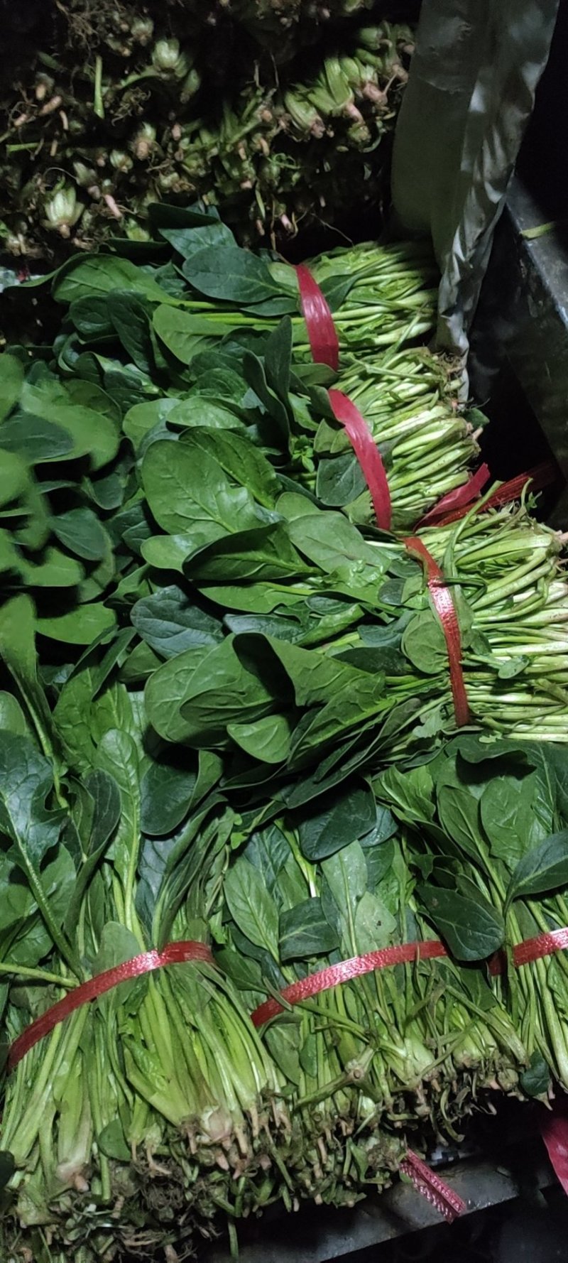 菠菜大量上市中，量大从优，欢迎新老客户前来咨询
