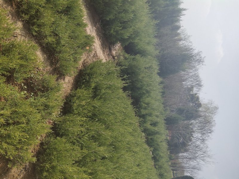 塔柏大量供应，精品，塔柏基地大量供应，欢迎选购。