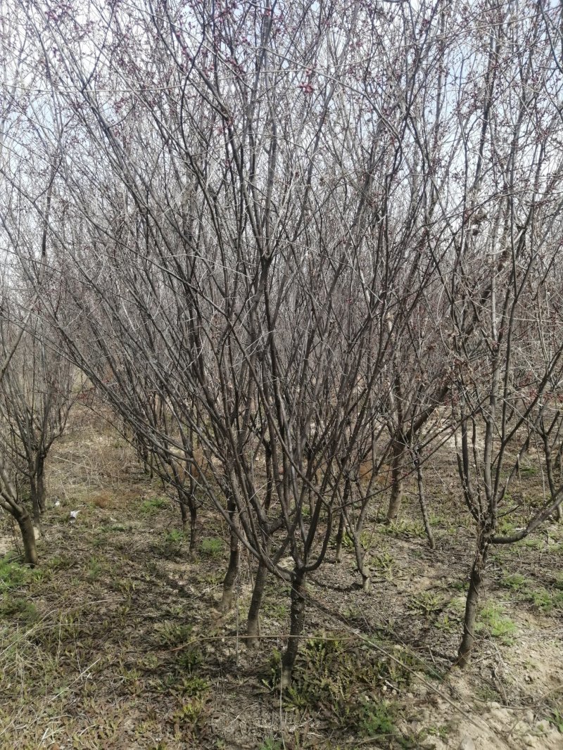 美人梅批量原生地接，，，西府海棠高原之火海棠