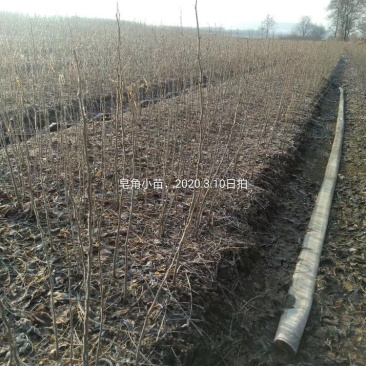 皂角小苗15-30公分高度秋季大量出售各种规格