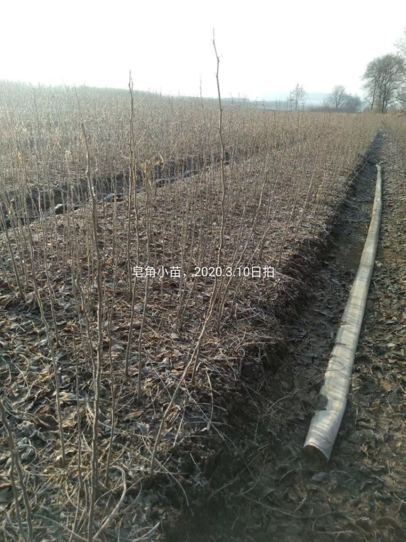 皂角小苗15-30公分高度秋季大量出售各种规格