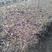 皂角小苗15-30公分高度秋季大量出售各种规格