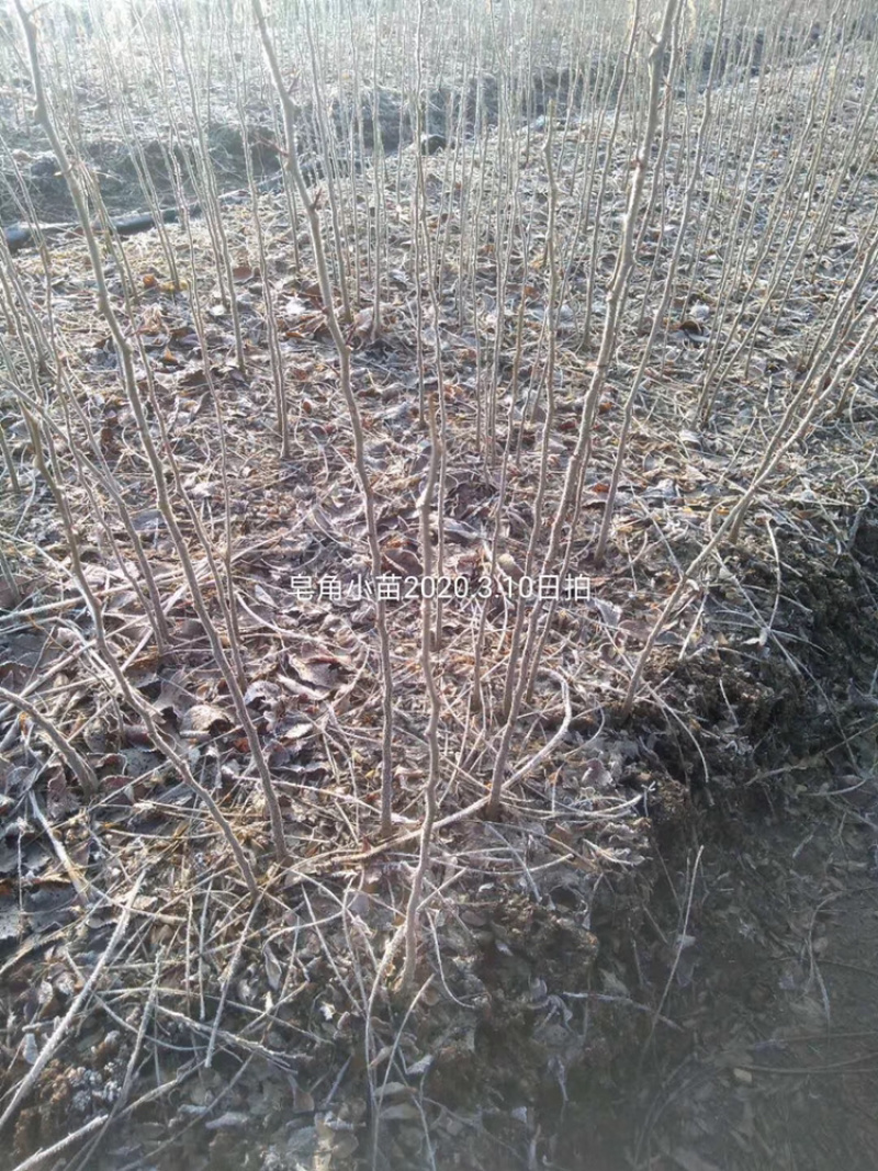 皂角小苗15-30公分高度秋季大量出售各种规格