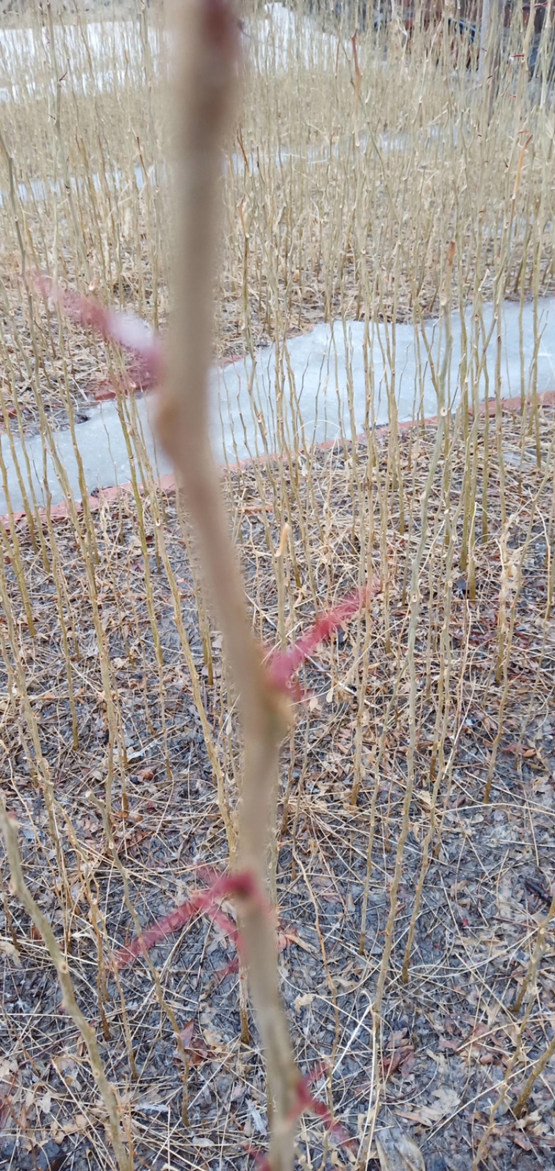 皂角小苗15-30公分高度秋季大量出售各种规格