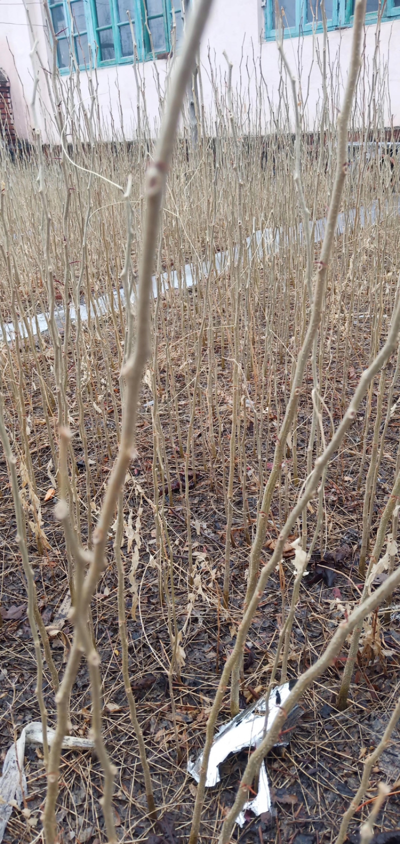 皂角小苗15-30公分高度秋季大量出售各种规格