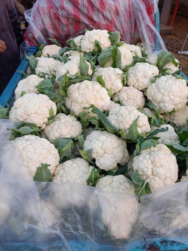临沂黄心大白菜产区直发现挖现发各种规格黄心白菜