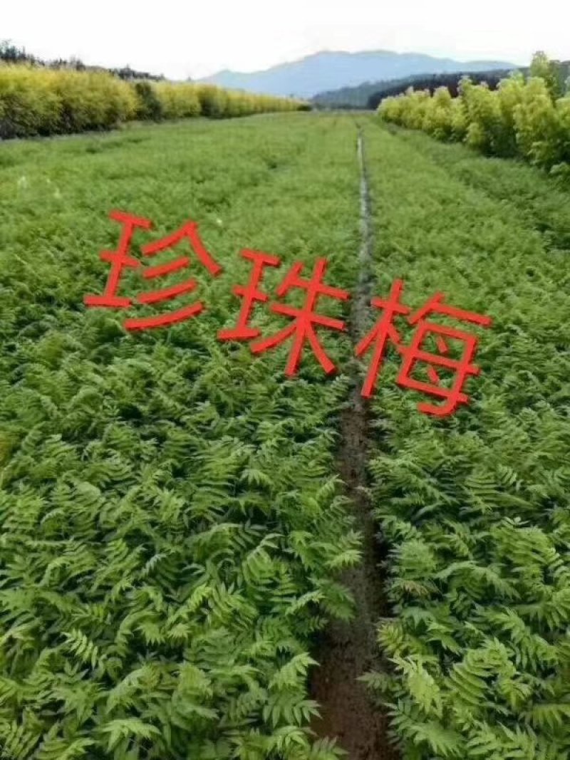 珍珠梅东北珍珠梅基地保证成活率各种规格齐全