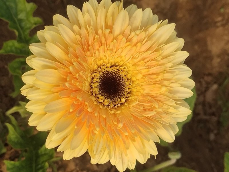 扶郎花