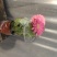 扶郎花