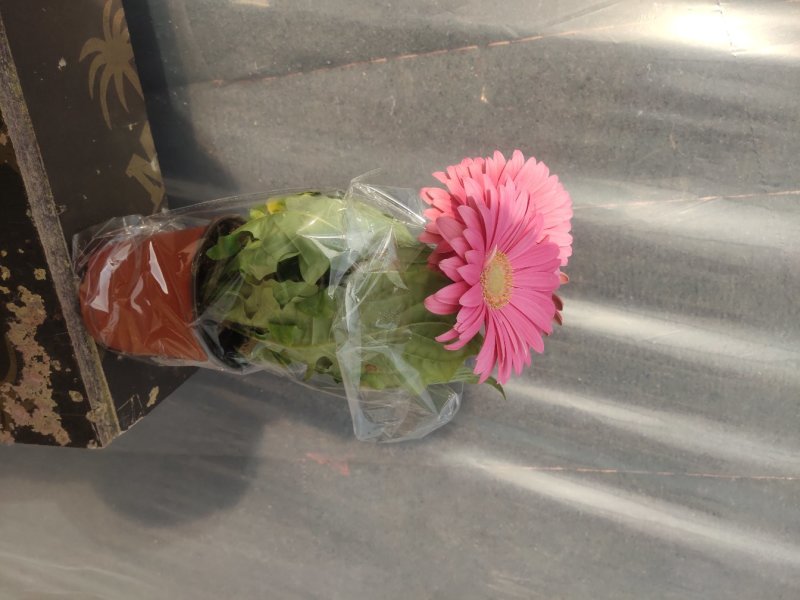扶郎花