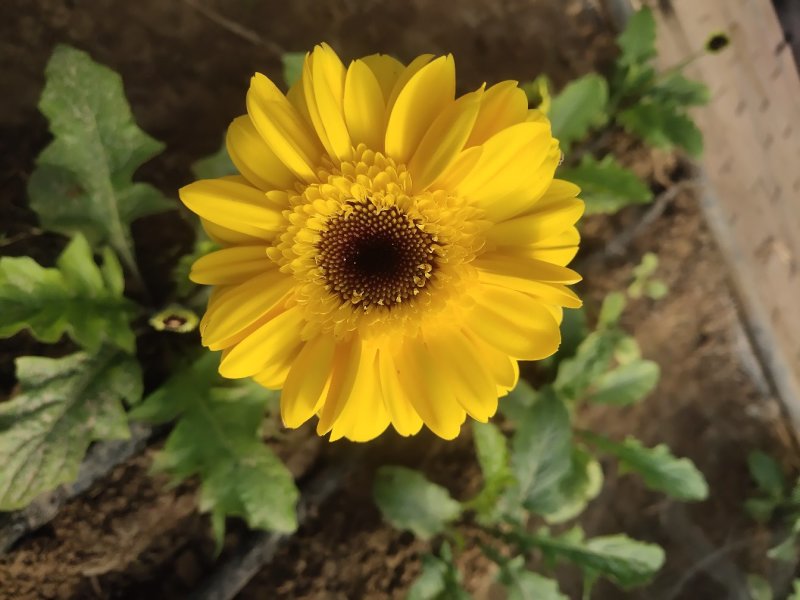 扶郎花