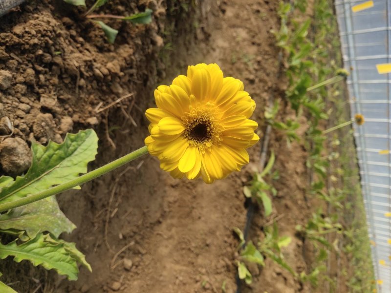 扶郎花
