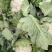 精品花菜紧花乳白色1-3斤以一手货源质量保证诚信第一