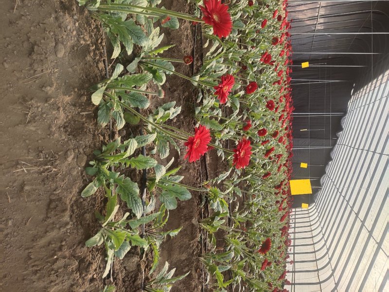 扶郎花