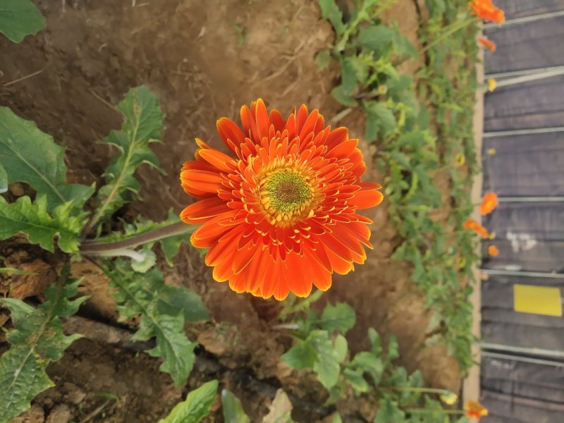 扶郎花