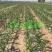玉米膜上播种机四轮车带农用玉米谷子高梁膜上打孔免扣膜播种
