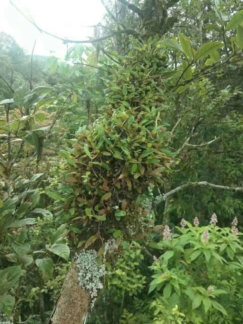 单叶小果石橄榄一百斤包邮