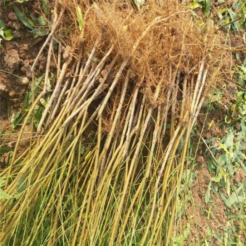 映霜红桃苗，品种苗，基地直销，包技术包成活