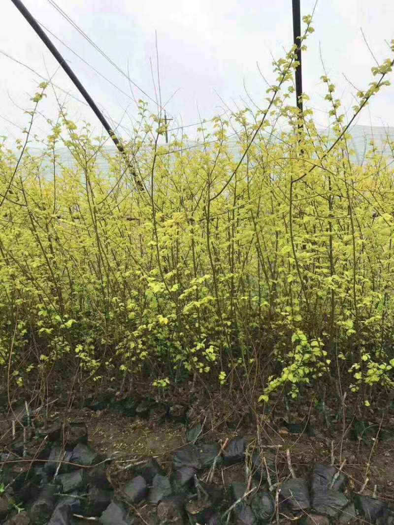 金叶榆播种小苗10-30公分高，金叶榆杯苗大量
