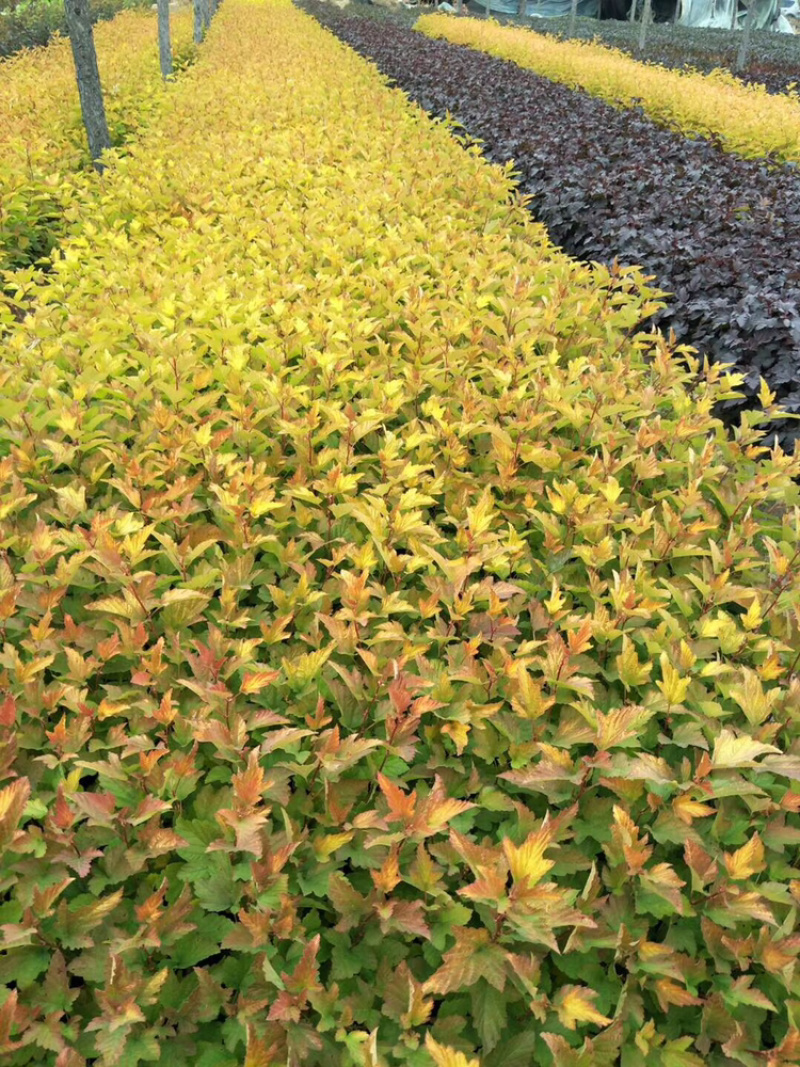 金叶榆播种小苗10-30公分高，金叶榆杯苗大量