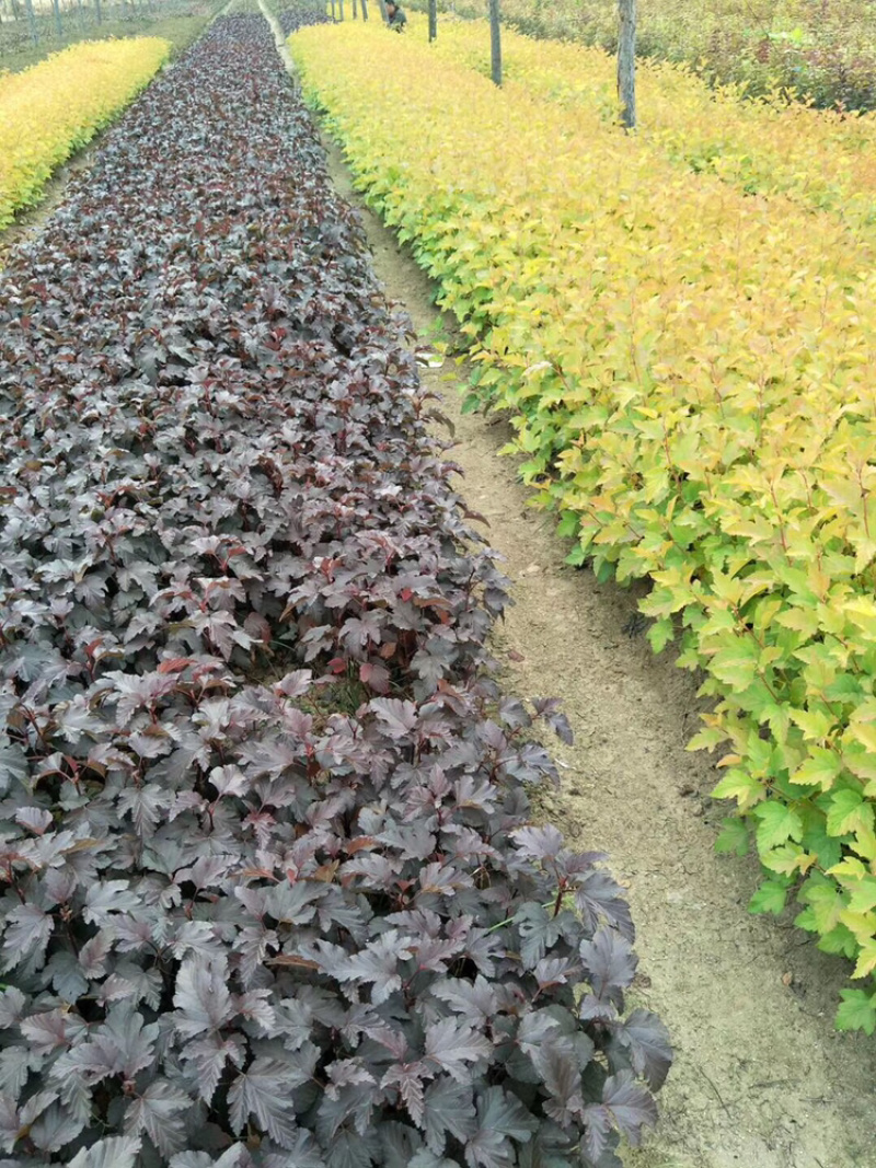 金叶榆播种小苗10-30公分高，金叶榆杯苗大量