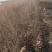 白桦小苗30-80公分高度，80-1.5米高大量