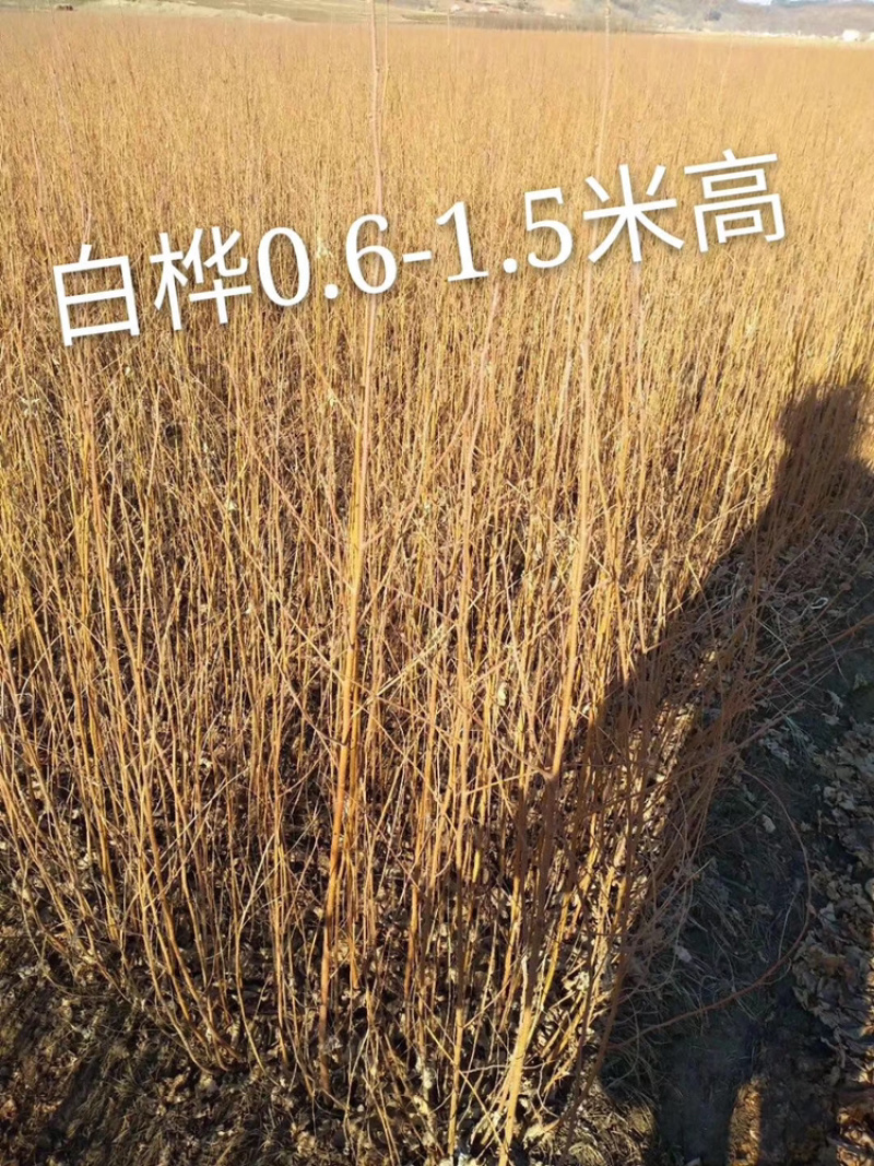 白桦小苗30-80公分高度，80-1.5米高大量