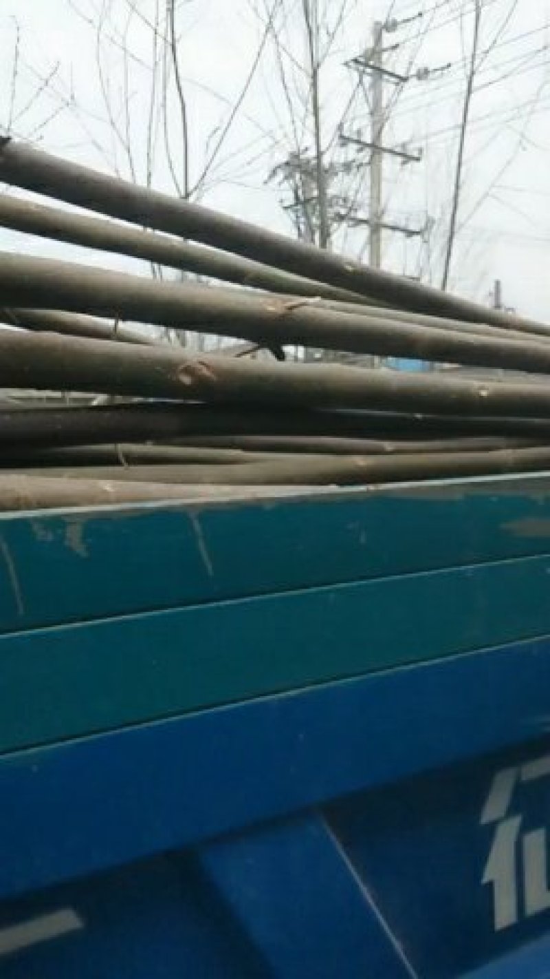 泡桐树