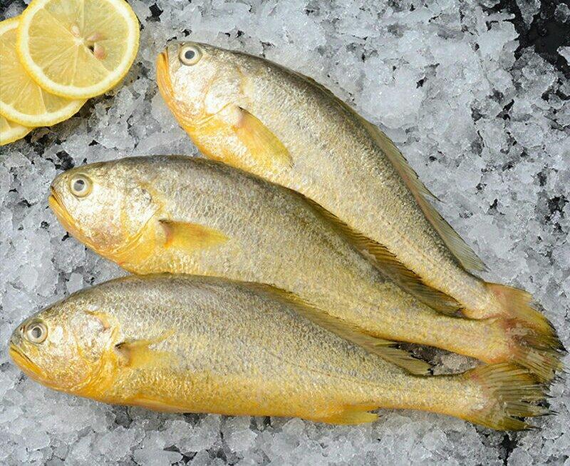 新鲜黄花鱼生鲜黄花鱼新鲜美味营养丰富保质保量包邮