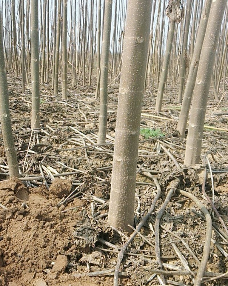 泡桐苗