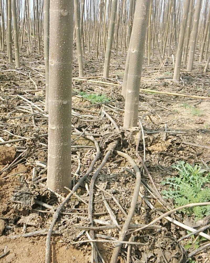 泡桐苗