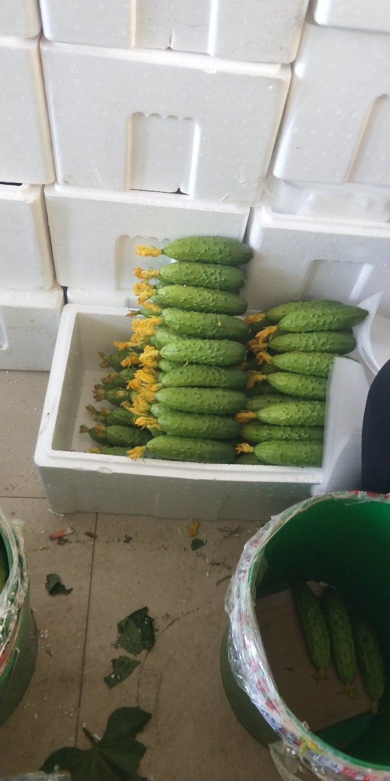 专业旱黄瓜苗旱黄瓜