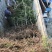 晚熟桃树苗齐鲁巨红晚熟桃脆桃桃树苗基地批发包技术指导