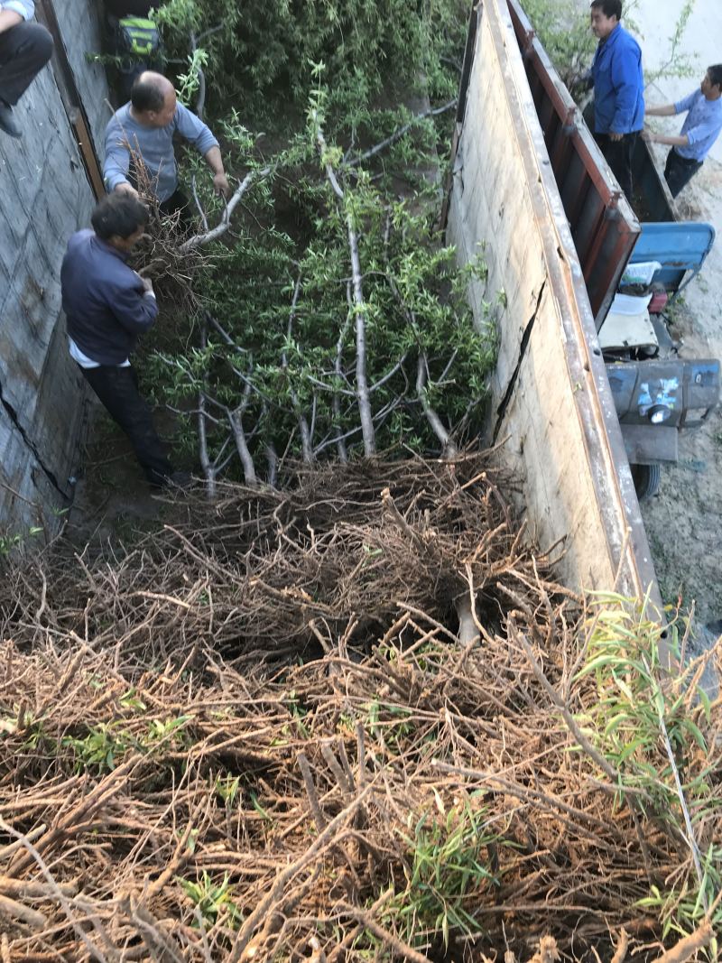 晚熟桃树苗齐鲁巨红晚熟桃脆桃桃树苗基地批发包技术指导